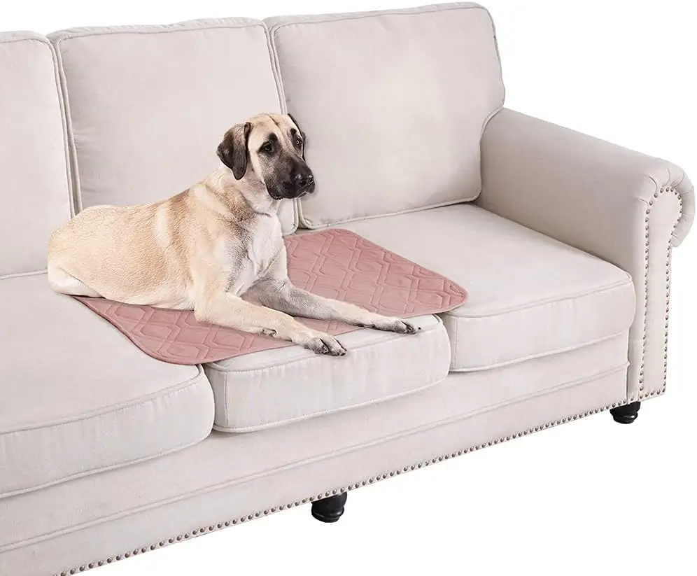 Large tan dog lying on a pink quilted pad on the seat of a cream sofa